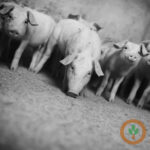 Maxwell Foods to close hog operations by mid-2021