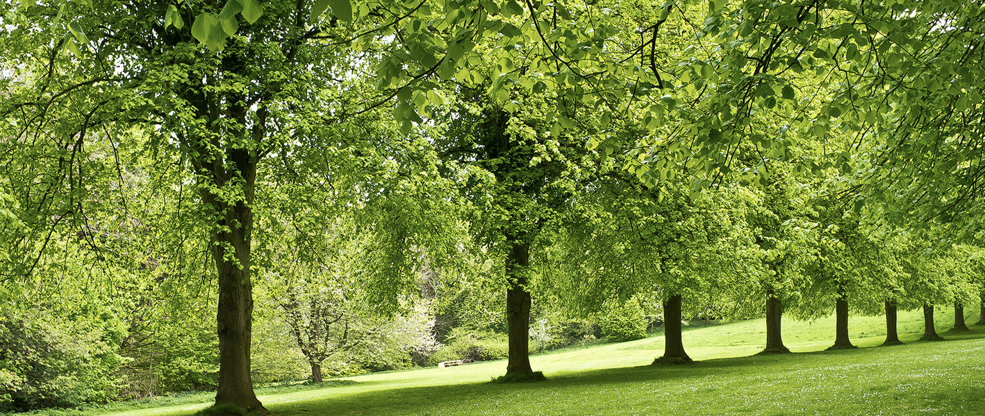 tree service Coppell TX