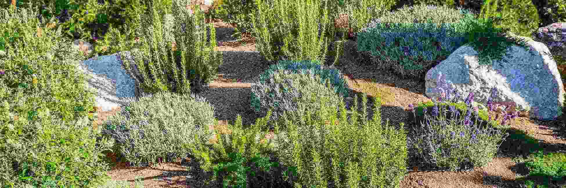 Xeriscaping service by Lawn & Landcare showcasing a water-efficient landscape design with drought-tolerant plants and low-maintenance features.