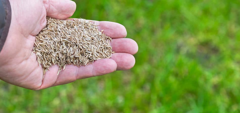 cheapest overseeding in NOLA