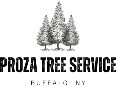 Why More North Tonawanda Homeowners Are Choosing Proza Tree Service for Their Tree Care Needs?
