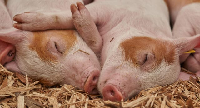 Two cute piglets sleeping together representing animal welfare and compassion