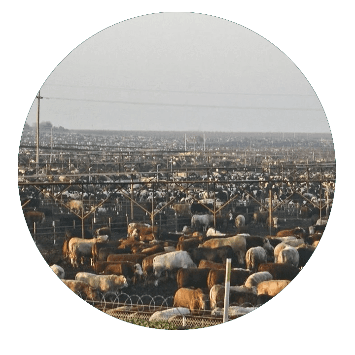 Animals October 2025