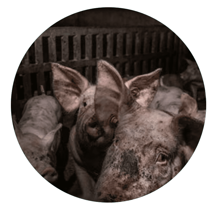 Animals October 2025