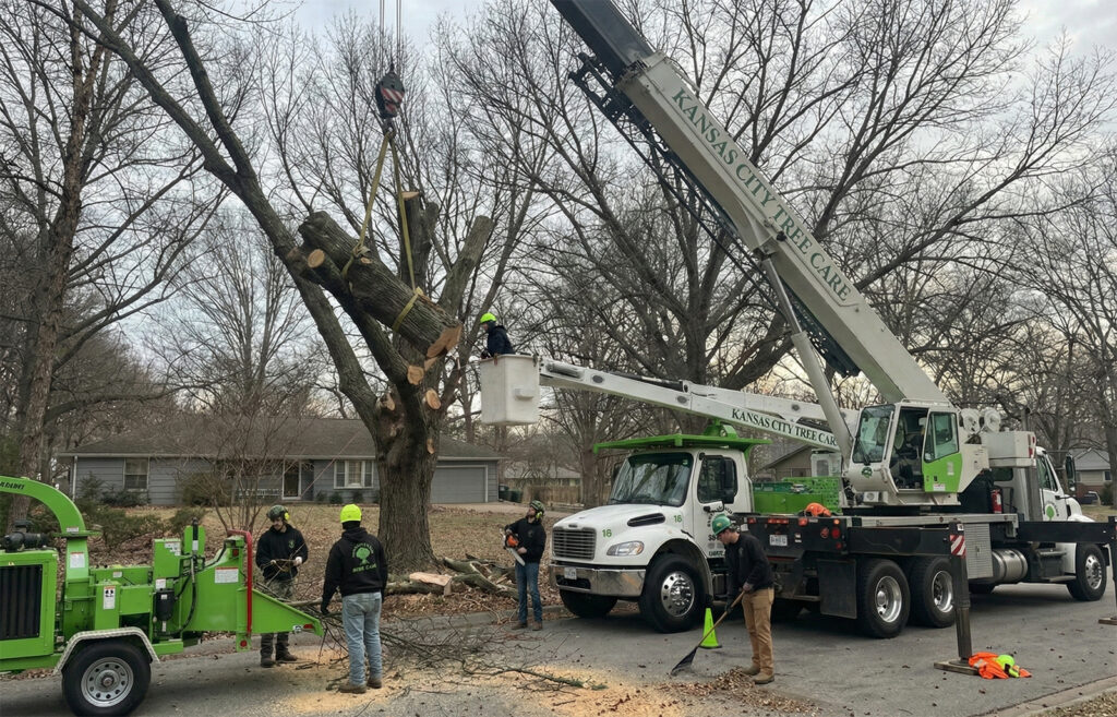 tree service kansas city