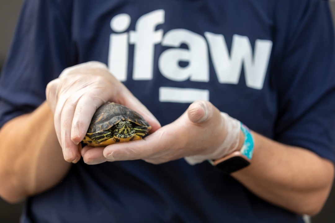 Boston-Based Dr. Le Thu Grant Launches to Fund Undergraduate Environmental Conservation Projects Nationwide