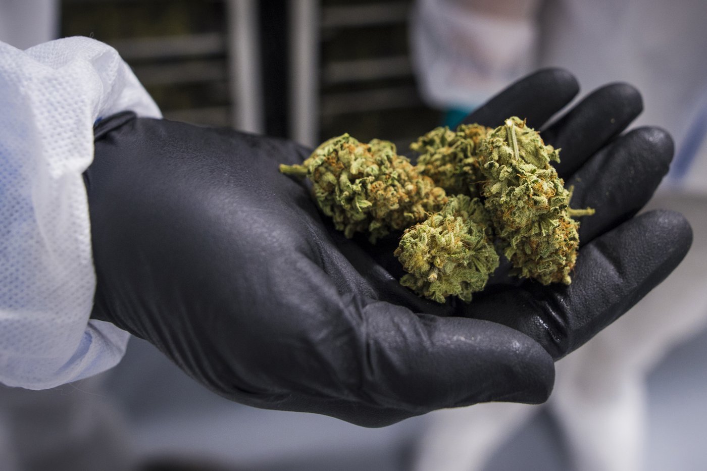 A handful of cannabis bud is shown in Fenwick, Ont., on Tuesday, June 26, 2018. THE CANADIAN PRESS/Tijana Martin