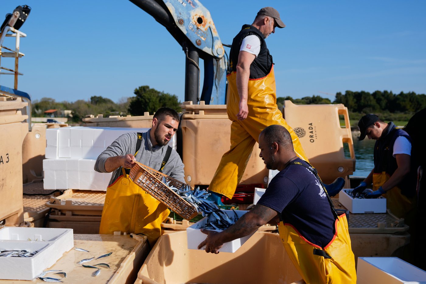 Fishermen handle their catch after returning from fishing in the port of Liznjan, Croatia, Tuesday, April 7, 2026. (AP Photo/Darko Bandic)