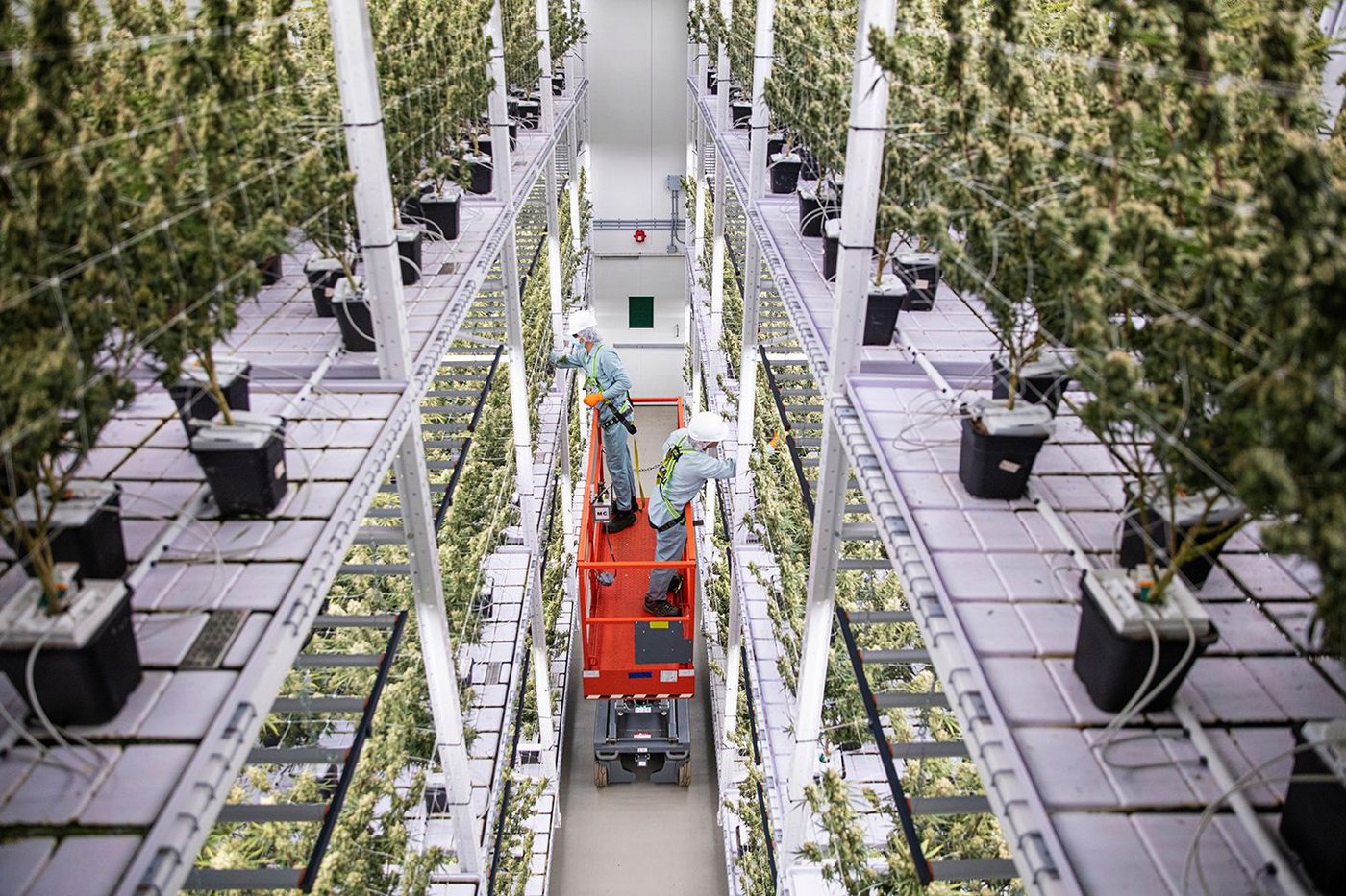 Workers are seen in cannabis company Organigram Global Inc.'s facility in Moncton, N.B., in this undated handout photo. THE CANADIAN PRESS/HANDOUT- Thiago De Oliveira Muniz