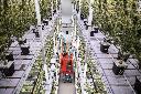 Workers are seen in cannabis company Organigram Global Inc.'s facility in Moncton, N.B., in this undated handout photo. THE CANADIAN PRESS/HANDOUT- Thiago De Oliveira Muniz