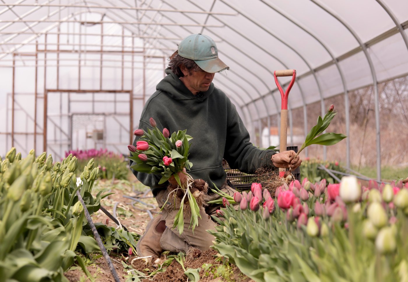 Gregory Witscher, owner of Understory Farm, harvests tulips, Monday, April 20, 2026, in Bridport, Vt. (AP Photo/Amanda Swinhart)