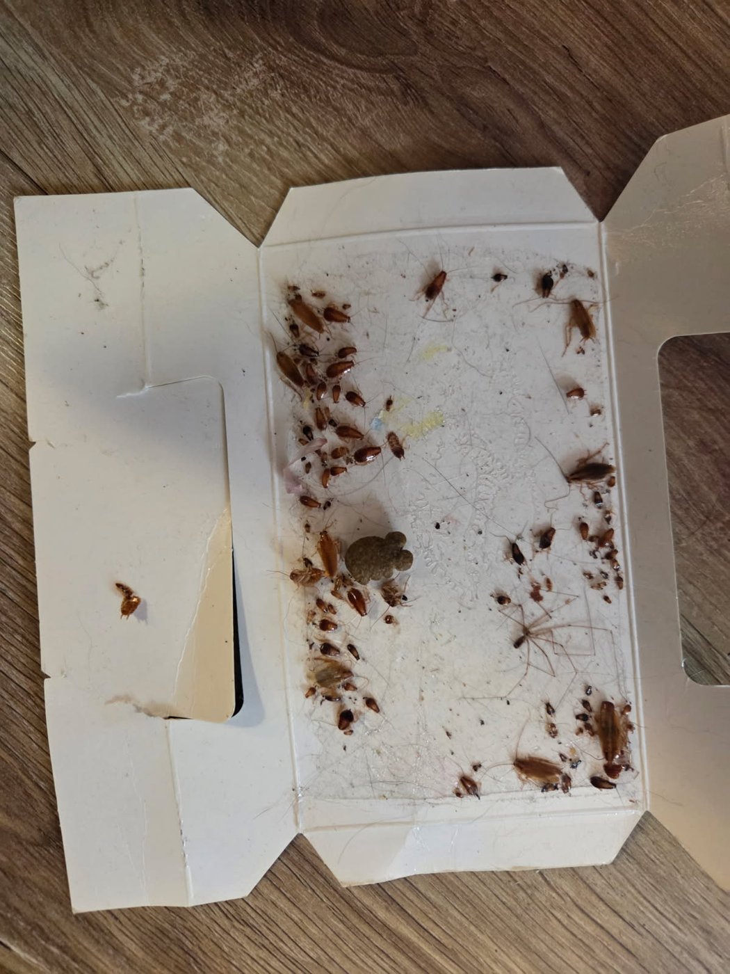 A roach trap is shown in this image provided by Heather Dunham. THE CANADIAN PRESS/handout - Heather Dunham(Mandatory Credit)