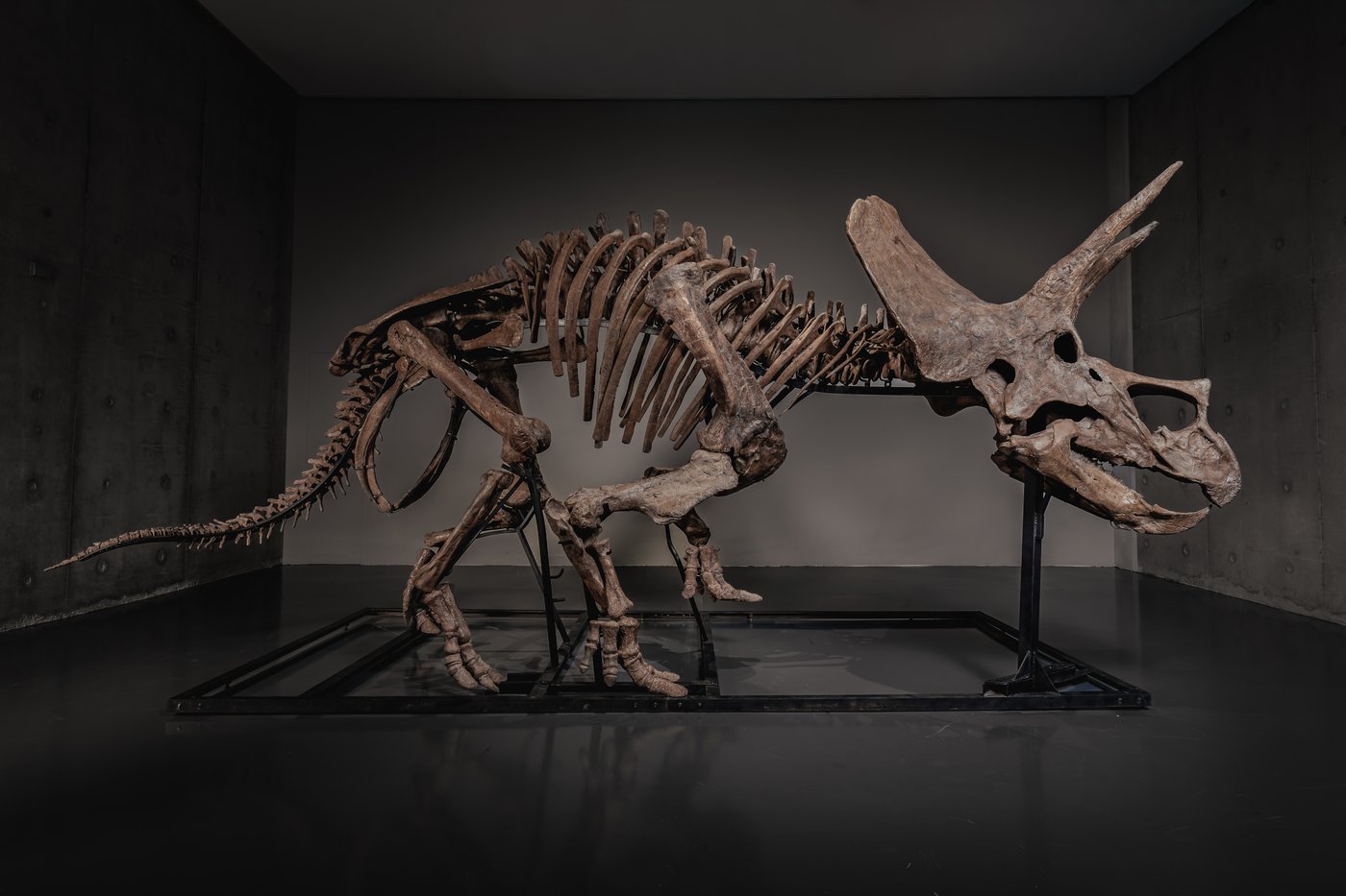 In this photo made available by JOOPITER, a triceratops skeleton, dubbed Trey, is displayed at Le Freeport, Singapore, Feb. 5, 2026. (Courtesy of Joopiter via AP)