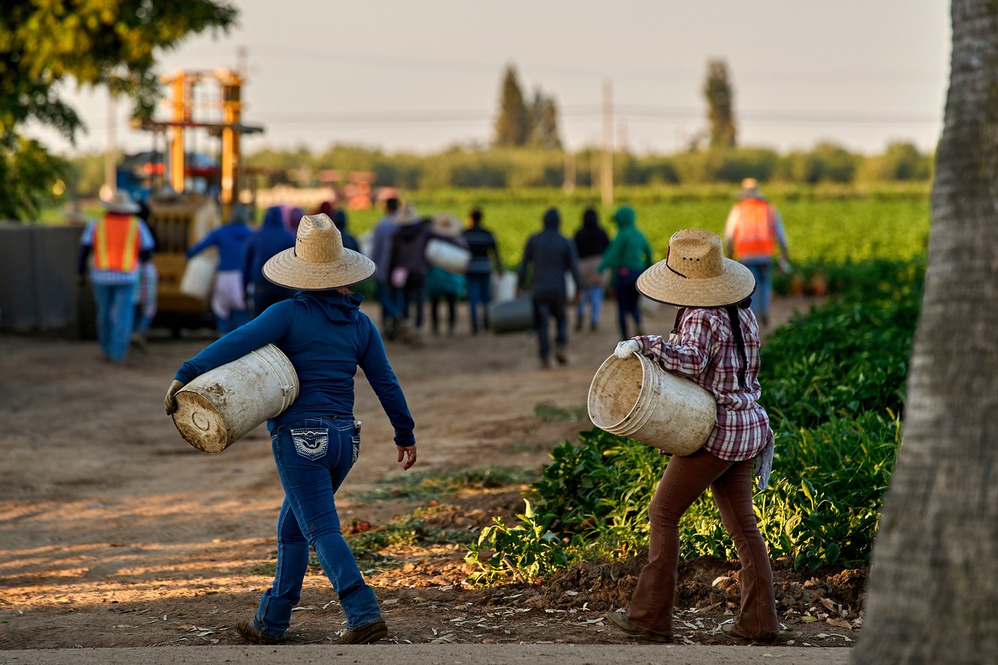 FILE - Migrant farmworkers head to pick crops on an early morning in Fresno, Calif., on July 18, 2025. (AP Photo/Damian Dovarganes, File)