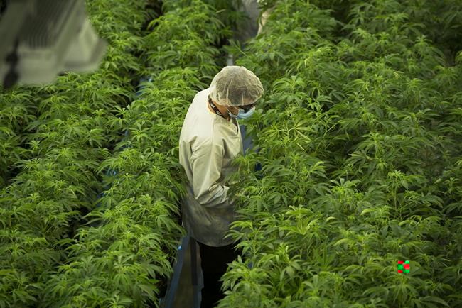 Canopy Growth Corp. posted a larger loss in its latest quarter compared with a year ago as its revenue declined. Staff work in a marijuana grow room at Canopy Growth's Tweed facility in Smiths Falls, Ont., Thursday, Aug. 23, 2018. THE CANADIAN PRESS/Sean Kilpatrick