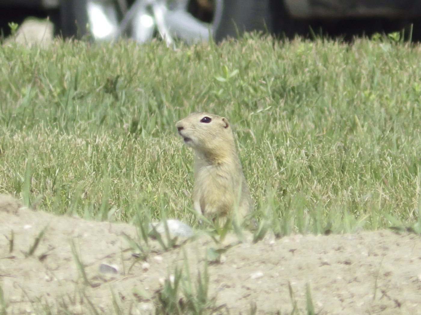 A Richardson's ground squirrel looks up from its burrow on Monday, July 14, 2025, in a vacant lot near apartment homes in Minot, N.D. (AP Photo/Jack Dura)