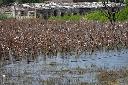 Cotton crops are submerged in floodwaters due to heavy monsoon rains, in Tando Jam near Hyderabad, a district of southern Sindh province, Pakistan, Saturday, Sept. 17, 2022. Nearly three months after causing widespread destruction in Pakistan's crop-growing areas, flood waters are receding in the country, enabling some survivors to return home. The unprecedented deluges have wiped out the only income source for millions, with officials and experts saying the floods damaged 70% of the country's crops. (AP Photo/Pervez Masih)