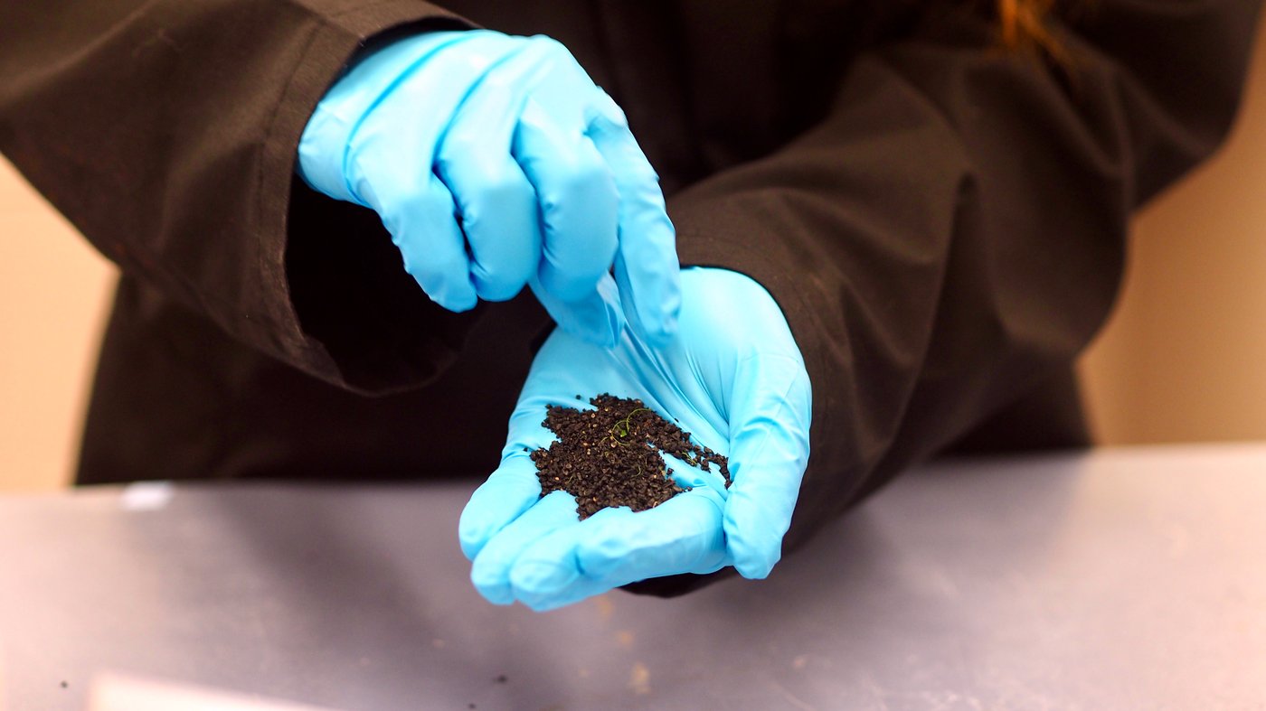 Researchers examine the chemicals leaching from crumb rubber infill made from recycled tires in this undated photo. UBC researchers found Metro Vancouver's artificial turf fields are releasing a tire chemical known to be deadly to salmon. THE CANADIAN PRESS/Handout — Lou Bosshart/UBC (Mandatory Credit)