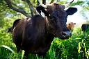 A head of Jack Spruance's cattle grazes Wednesday, May 27, 2026, in Kaunakakai, Hawaii. (Kevin Fujii/Honolulu Civil Beat via AP)
