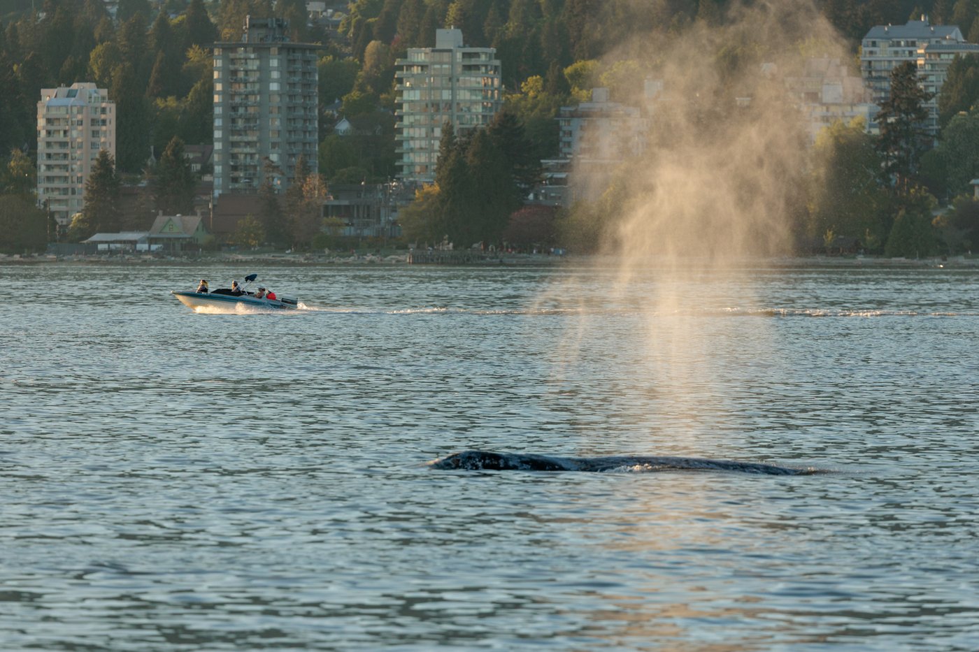 A grey whale is seen surfacing in waters off Vancouver's Stanley Park on Monday, May 4, 2026, after it was struck by a Sea-Doo. THE CANADIAN PRESS/Handout — Andy Zofka and Anne Zofka (Mandatory Credit)