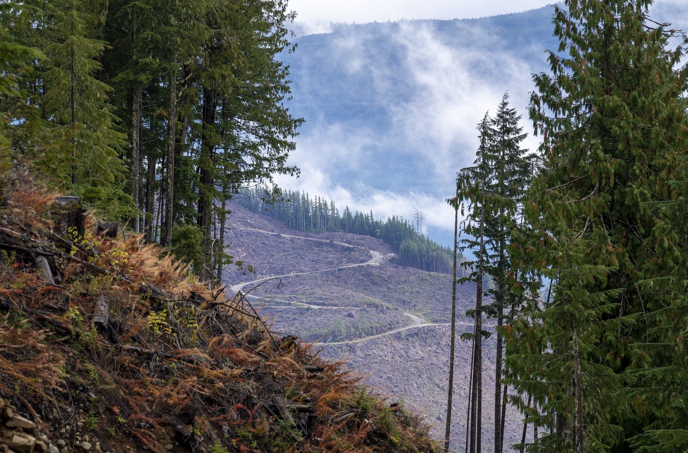 A cut block is pictured in the Fairy Creek logging area near Port Renfrew, B.C. Tuesday, Oct. 5, 2021. THE CANADIAN PRESS/Jonathan Hayward
