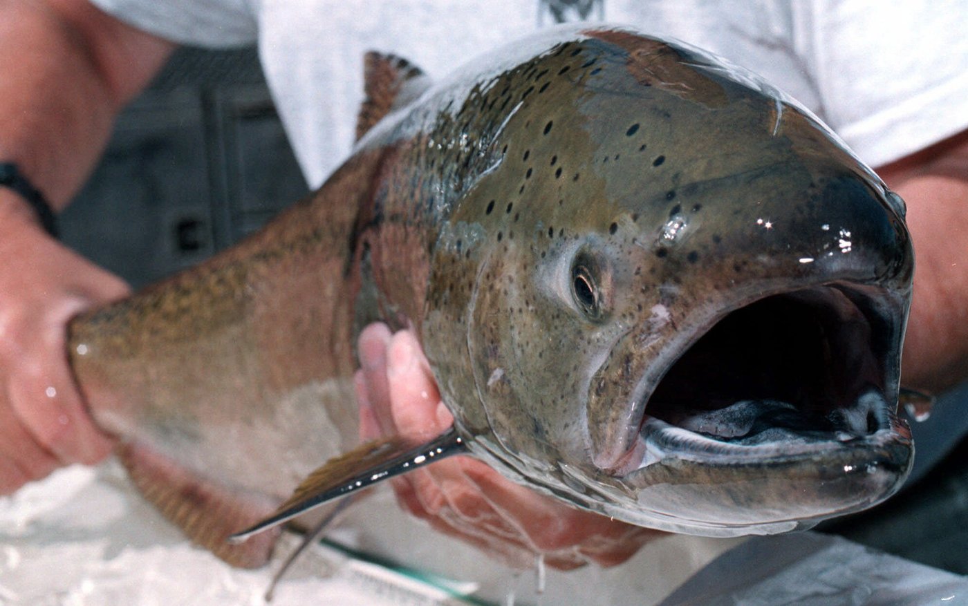 Fisheries and Oceans Canada is expanding its program that marks chinook from hatcheries in southern British Columbia, distinguishing them from wild salmon. Salmon like this chinook, produced from the Clearwater Fish Hatchery, shown June 28, 2000, near Elk City, Idaho. (AP Photo/ The Idaho Statesman, Darin Oswald)
