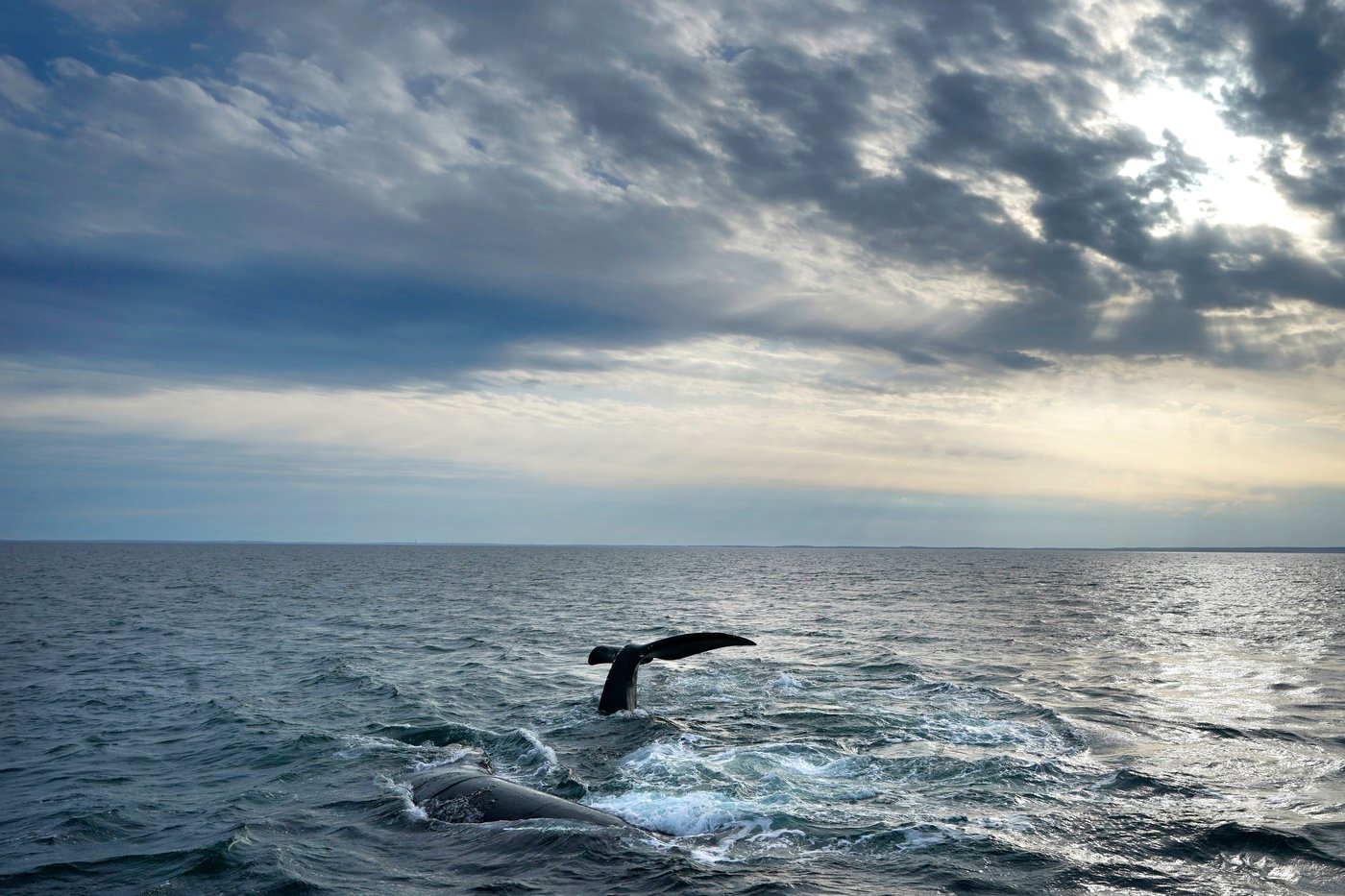 FILE - A pair of North Atlantic right whales interact at the surface of Cape Cod Bay, March 27, 2023, in Massachusetts. (AP Photo/Robert F. Bukaty, NOAA permit # 21371)