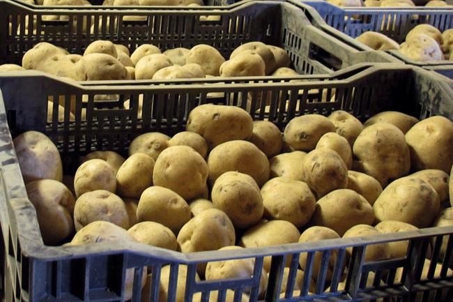 Two Canadian companies have been named in separate frozen-potato price-fixing lawsuits south of the border.Bins of potatoes are shown in Windsor, Vt. in a Monday, Nov. 19, 2012 file photo. THE CANADIAN PRESS/AP Photo/Wilson Ring