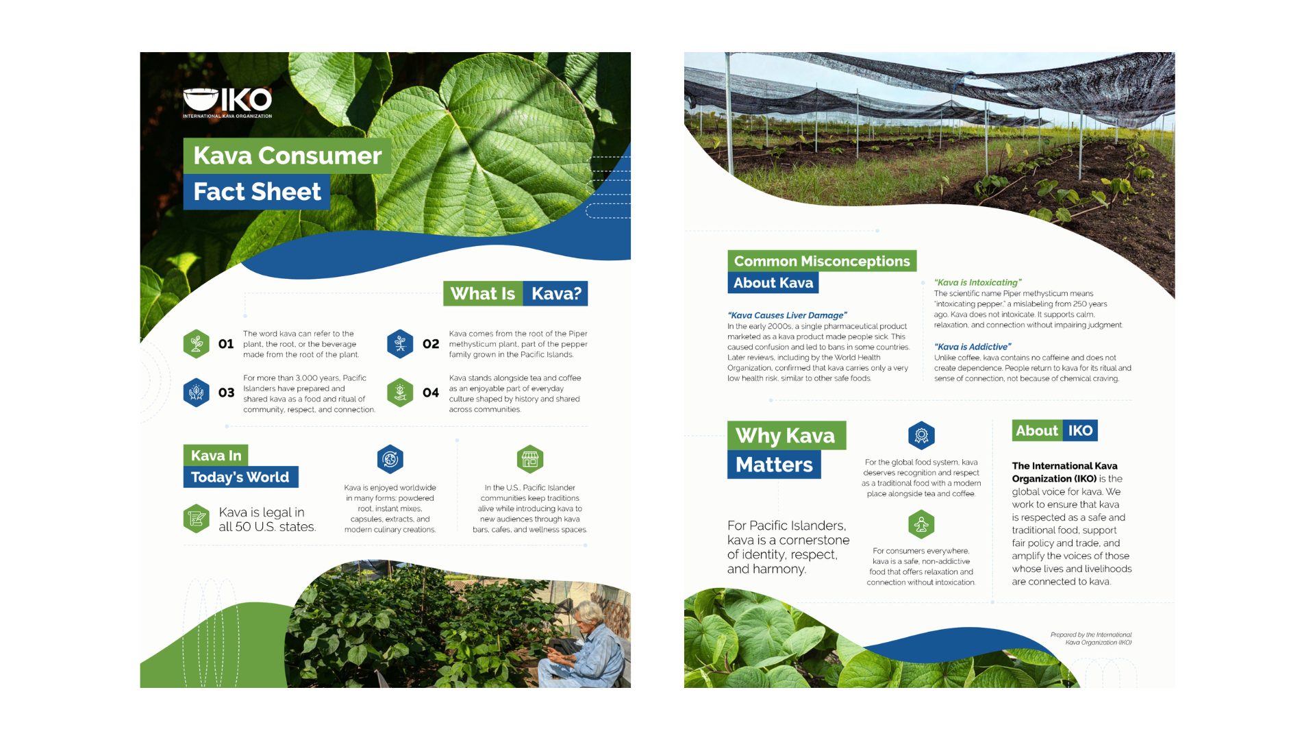 Two page informational fact sheet titled Kava Consumer Fact Sheet by the International Kava Organization, explaining what kava is, common misconceptions, and why kava matters.