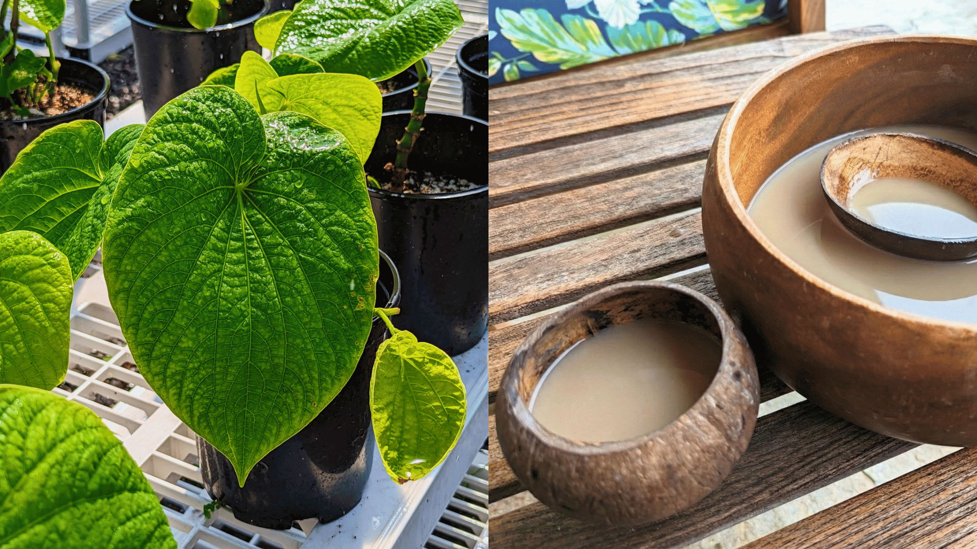 Close up of green kava plant leaves growing in pots next to a wooden bowl and cups filled with traditional prepared kava beverage