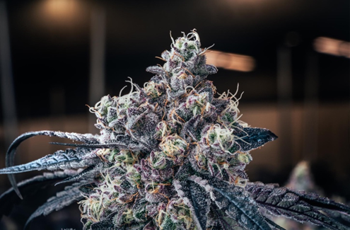 Avant Brands, Inc., Monday, April 25, 2022, Press release picture