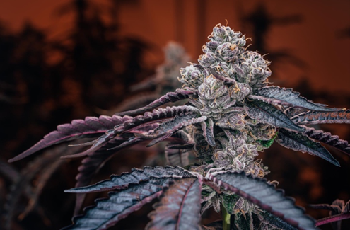 Avant Brands, Inc., Monday, April 25, 2022, Press release picture