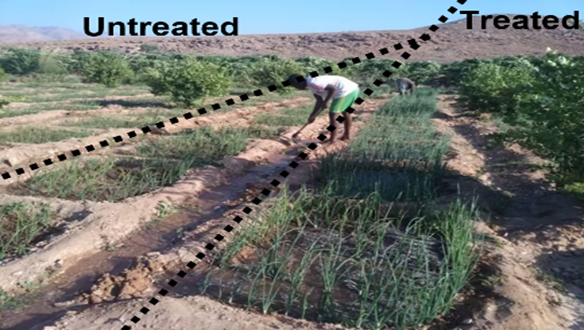 Untreated vs Terreplenish treated onion field in – Somalia, Africa