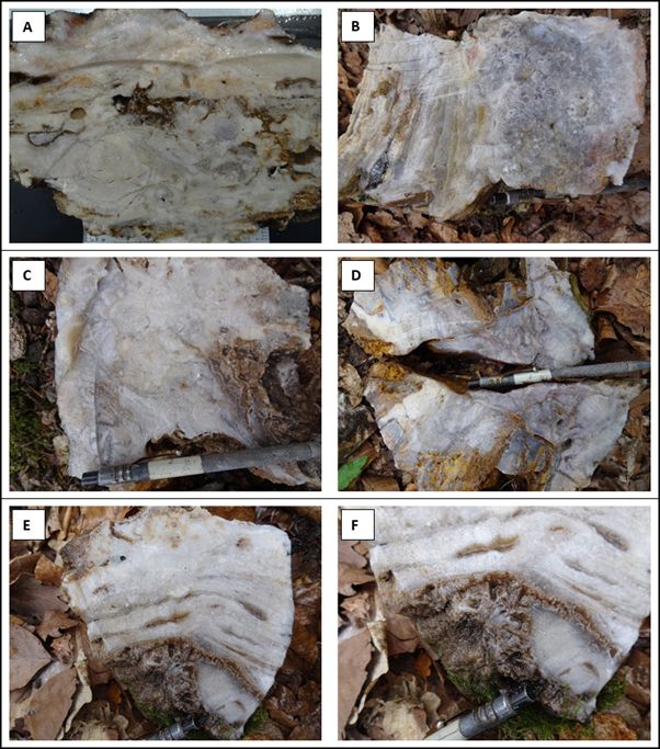 Slabbed examples of epithermal quartz veins from the north-east trending, +1,400m long Horna Klapa portion of Rhyolite Ridge. (A) Coarse chalcedonic banding with minor quartz lattice bladed bands (45527); (B) Coarse quartz lattice bladed textures in chalcedonic quartz vein (45535); (C) Coarse chalcedonic banding with minor quartz lattice bladed bands (45536); (D) Coarse chalcedonic banding with minor quartz lattice bladed bands (95804); (E) & (F) Coarse chalcedonic banding with quartz lattice bladed section after carbonate indicating that boiling has taken place (45537).