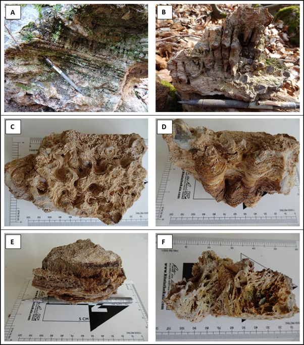 Field examples of geyserite from the Horna Klapa sinter terrace. (A) Nodular geyserite in outcrop; (B) Nodular geyserite; (C) Nodular geyserite in plan view; (D) Nodular geyserite; (E) Delicate splash textures related to vent, geyser or hot spring proximity; (F) Splash textures related to vent, geyser or hot spring proximity.