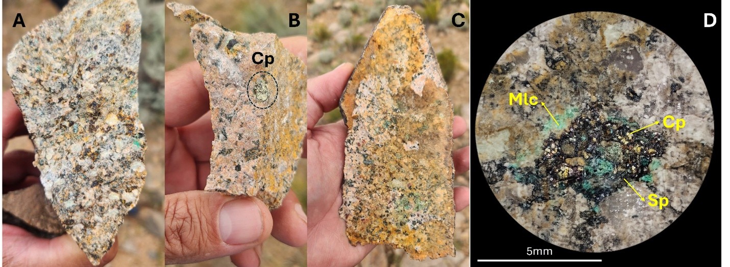 Mineralization examples from the Zorro North target. A, B and C: disseminated chalcopyrite partially oxidized to malachite hosted by K-feldspar altered granite. D shows a detail of a miarolitic cavity lined with specularite (Sp), chalcopyrite (Cp), and malachite (Mlc).