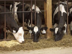 Dean Cluck Feedyard