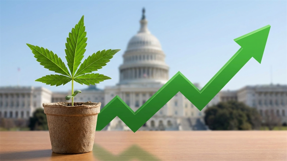 Cannabis plant rising alongside an upward policy-driven growth arrow in front of the U.S. Capitol.