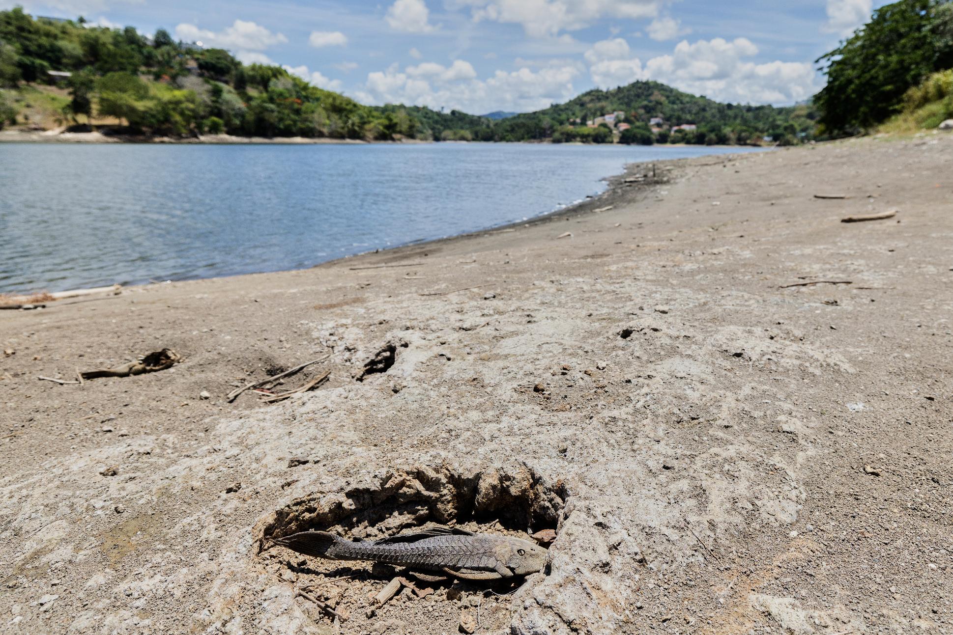 A fish carcass lies on the receded shoreline of the Carraizo reservoir amid an ongoing drought in Trujillo Alto, Puerto Rico, Wednesday, Aug. 5, 2026. (AP Photo/Alejandro Granadillo)