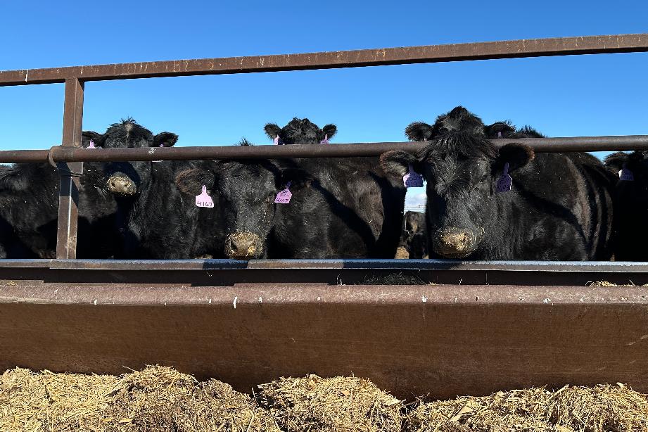 FILE - Beef cows gather at the Diamond J Angus Ranch, March 31, 2026 near Mandan, N.D. (AP Photo/Jack Dura, File)