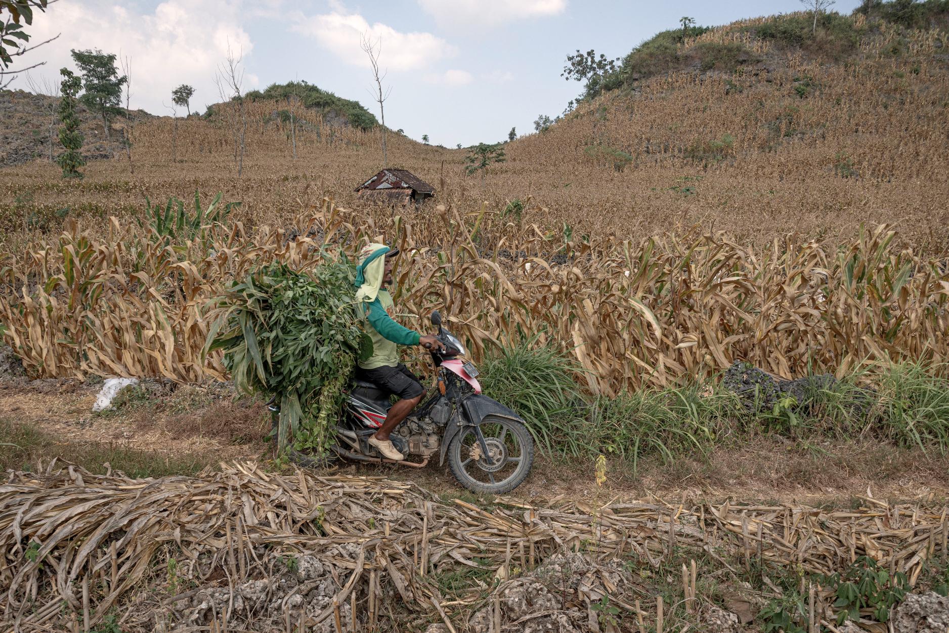 A farmer rides his motorbike past a cornfield in Kendeng Mountains in Rembang, Central Java, Indonesia, Friday, June 19, 2026. (AP Photo/Ibrahim AS)