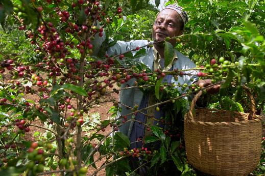 FILE - Mohammed Fita picks coffee beans on his farm Choche, near Jimma, 375 kilometers (234 miles) southwest of Addis Ababa, Ethiopia, on Saturday, Sept. 21 2002. Wild coffee plants originated in Ethiopia but are thought to have been primarily roasted and brewed in Yemen starting in the 1400s. (AP Photo/Sayyid Azim, File)