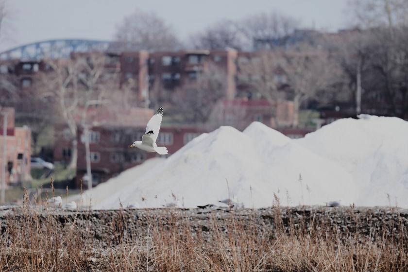 A seagull flies past piles of the finished product, de-icing solution - rock salt - at the Cargill Cleveland salt mine on Whiskey Island before being distributed by truck, rail and boat to Ohio, Pennsylvania, New York, Indiana and Minnesota, in Cleveland, Ohio, Thursday, March 19, 2026. (AP Photo/Sue Ogrocki)