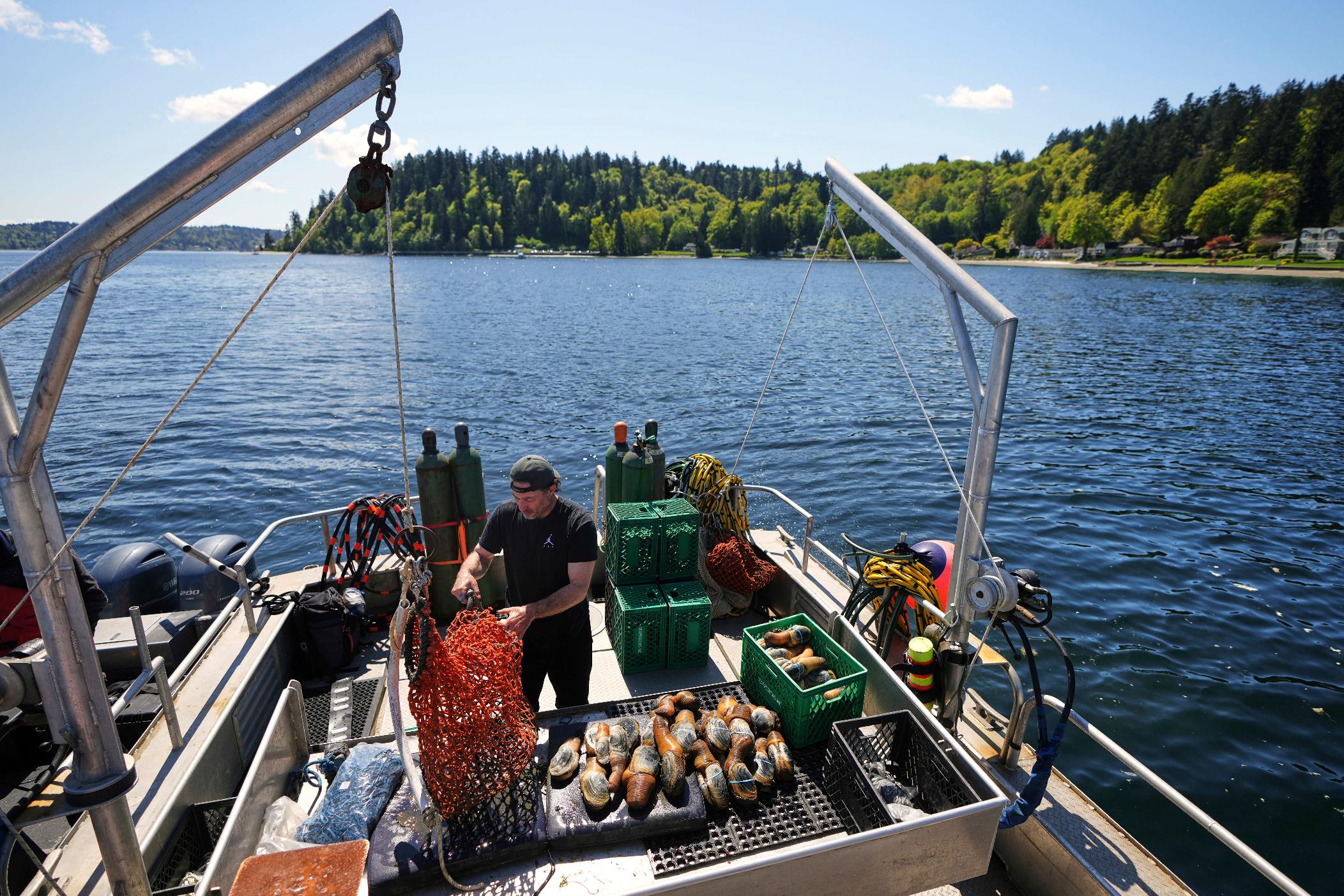 Tariffs China Geoducks