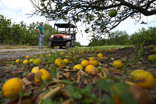 FILE - Fifth generation farmer Roy Petteway looks at the damage to his citrus grove from the effects of Hurricane Ian on Oct. 12, 2022, in Zolfo Springs, Fla. Agriculture losses in Florida from Hurricane Ian's high winds and drenching rains could reach $1.56 billion, with citrus, cattle, vegetable and melon operations among the hardest hit, the University of Florida reported Tuesday, Oct, 18, in a preliminary estimate. (AP Photo/Chris O'Meara, File)