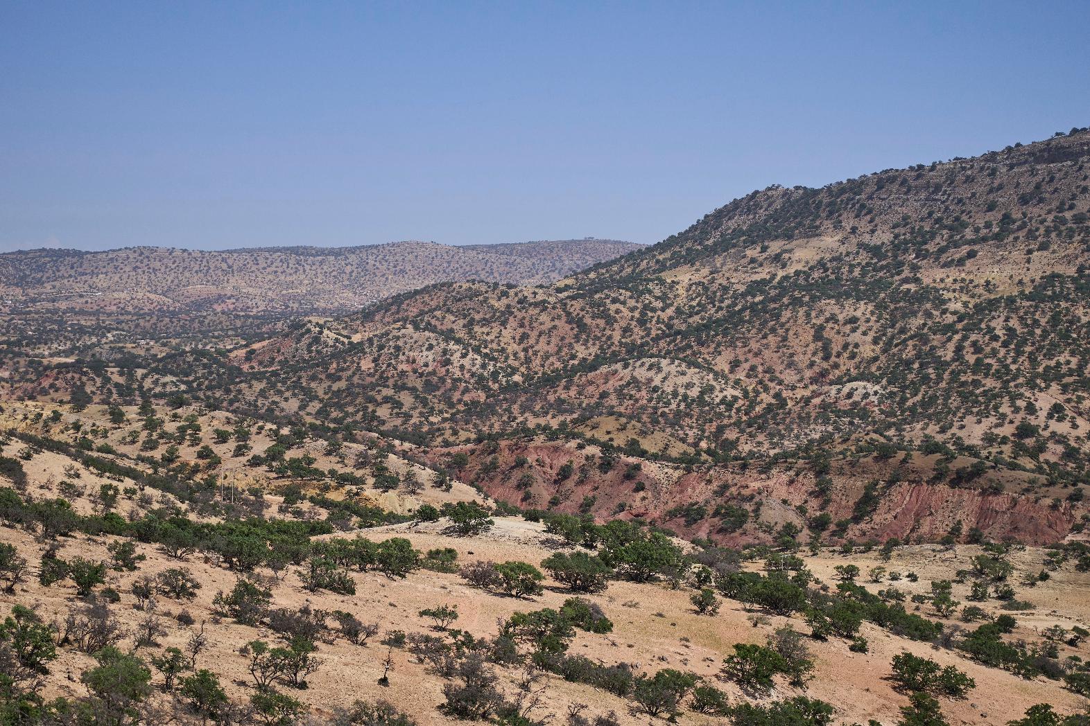 A forest of argan trees is visible in Essaouira, Morocco, Thursday, May 22, 2025. (AP Photo/Mosa'ab Elshamy)
