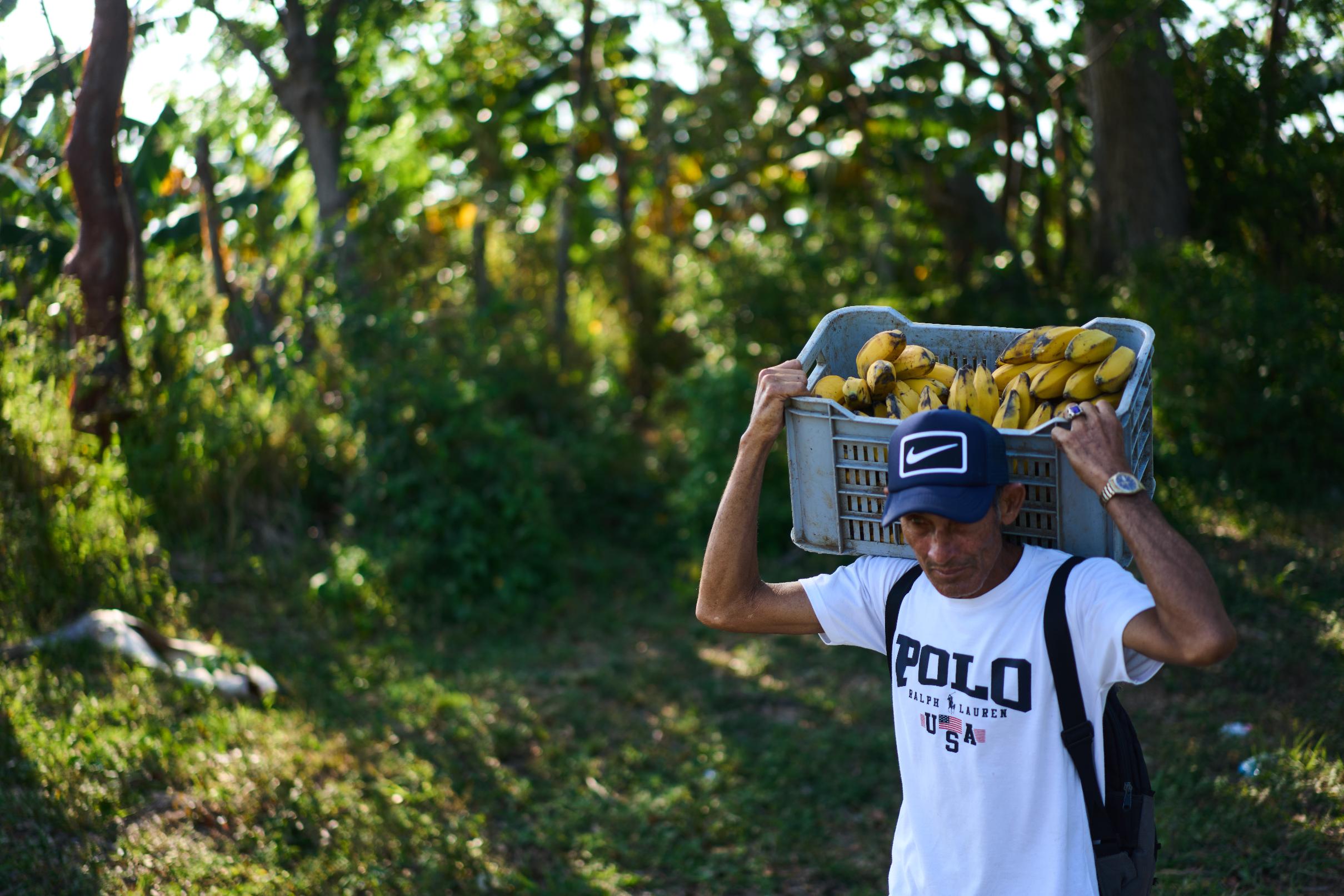 A man carries a crate of bananas in Minas, Havana province, Cuba, Monday, April 27, 2026. (AP Photo/Ramon Espinosa)