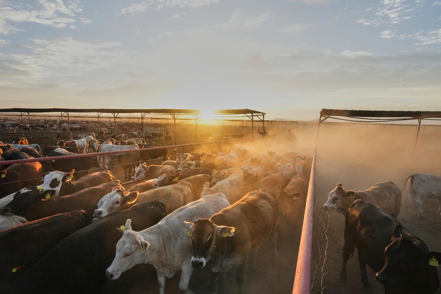 Workers shepherd cattle at a ranch that exports livestock to the U.S., in Zamora, northern Mexico, Tuesday, July 29, 2025. (AP Photo/Fernando Llano)