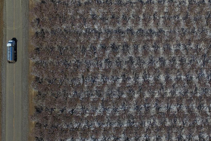 White leaves from blooming almond trees blanket the ground at an orchard Friday, March 7, 2025, in Newman, Calif. (AP Photo/Godofredo A. Vásquez)