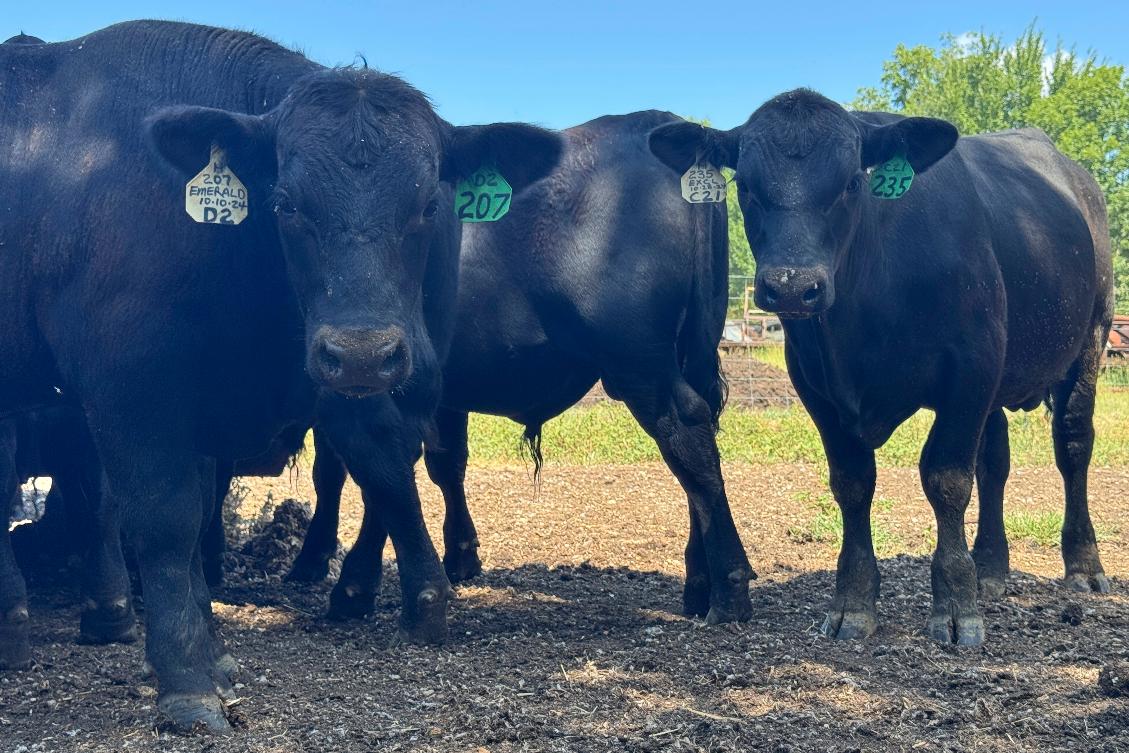 Bulls stare into the camera in Canton, Miss., Tuesday, July 22, 2025. (AP Photo/Sophie Bates)